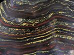 Banded Tiger Iron Stromatolite - Australia ( Billion Years) #22494-1